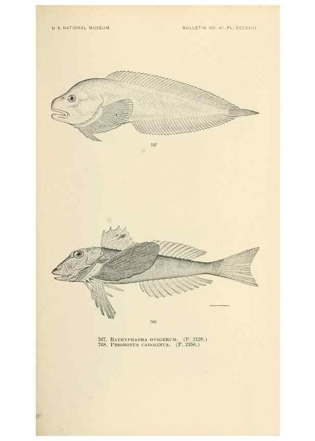 Reproducción/Reproduction 7983541729: The fishes of North and Middle America :. Washington :Smithsonian Institution, United States National Museum,1896-1900.