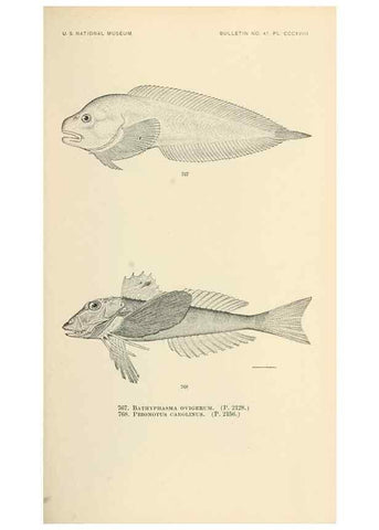 Reproducción/Reproduction 7983541729: The fishes of North and Middle America :. Washington :Smithsonian Institution, United States National Museum,1896-1900.