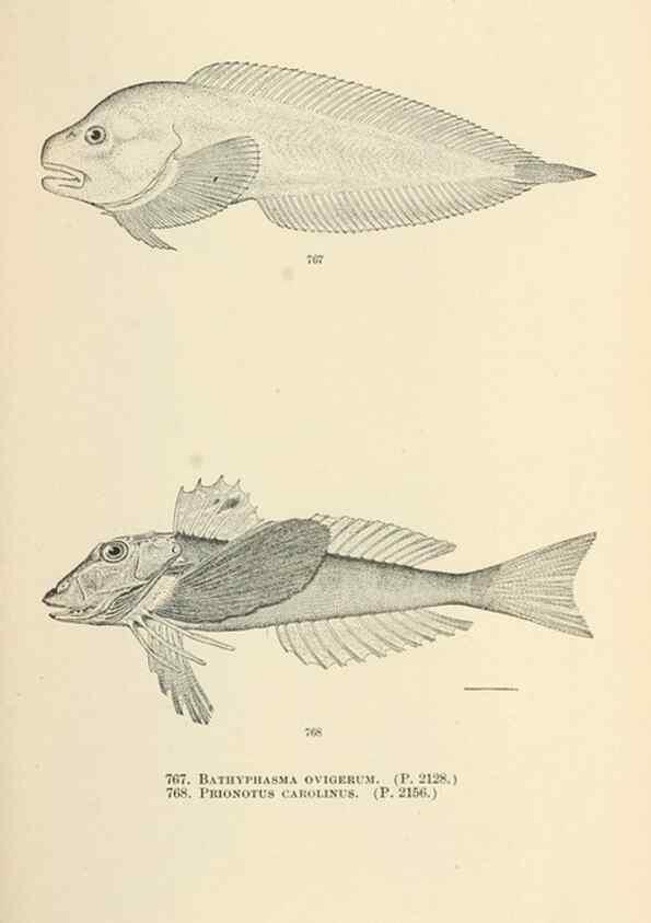 Reproducción/Reproduction 7983541729: The fishes of North and Middle America :. Washington :Smithsonian Institution, United States National Museum,1896-1900.
