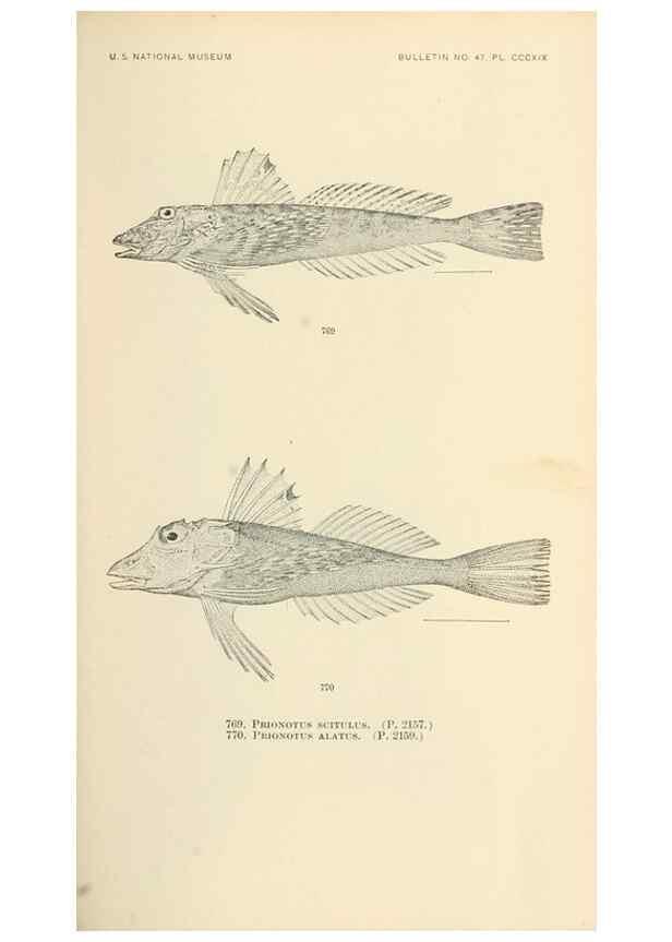 Reproducción/Reproduction 7983546706: The fishes of North and Middle America :. Washington :Smithsonian Institution, United States National Museum,1896-1900.