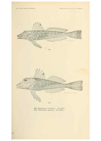 Reproducción/Reproduction 7983546706: The fishes of North and Middle America :. Washington :Smithsonian Institution, United States National Museum,1896-1900.