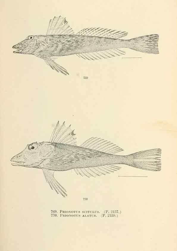 Reproducción/Reproduction 7983546706: The fishes of North and Middle America :. Washington :Smithsonian Institution, United States National Museum,1896-1900.