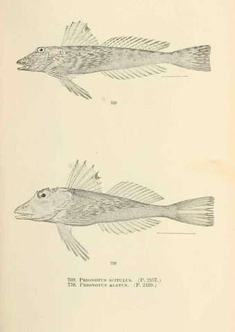 Reproducción/Reproduction 7983546706: The fishes of North and Middle America :. Washington :Smithsonian Institution, United States National Museum,1896-1900.