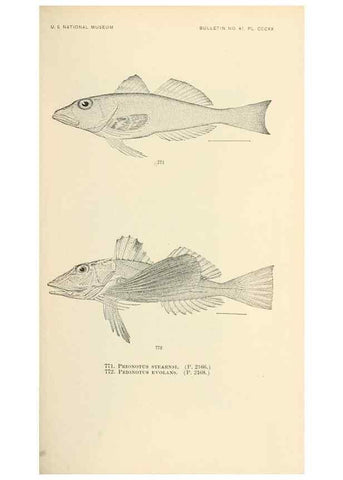 Reproducción/Reproduction 7983547562: The fishes of North and Middle America :. Washington :Smithsonian Institution, United States National Museum,1896-1900.