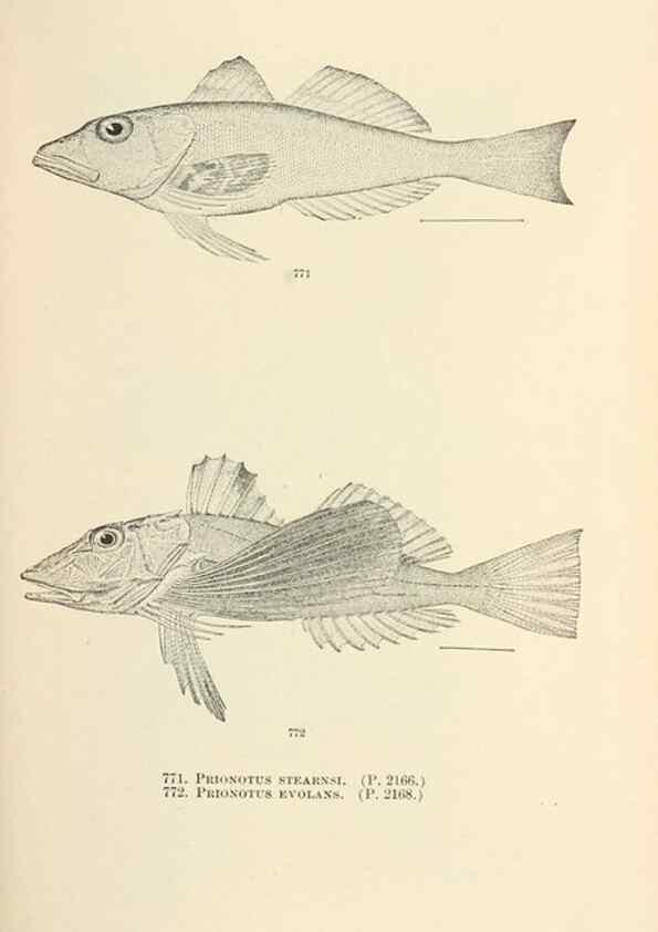 Reproducción/Reproduction 7983547562: The fishes of North and Middle America :. Washington :Smithsonian Institution, United States National Museum,1896-1900.