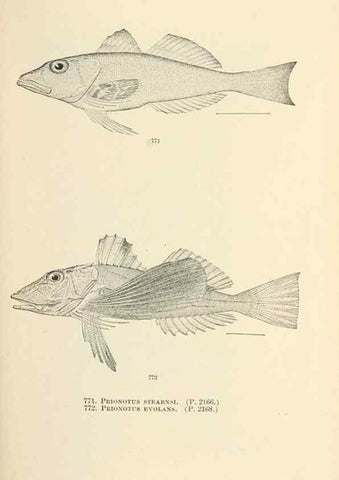 Reproducción/Reproduction 7983547562: The fishes of North and Middle America :. Washington :Smithsonian Institution, United States National Museum,1896-1900.
