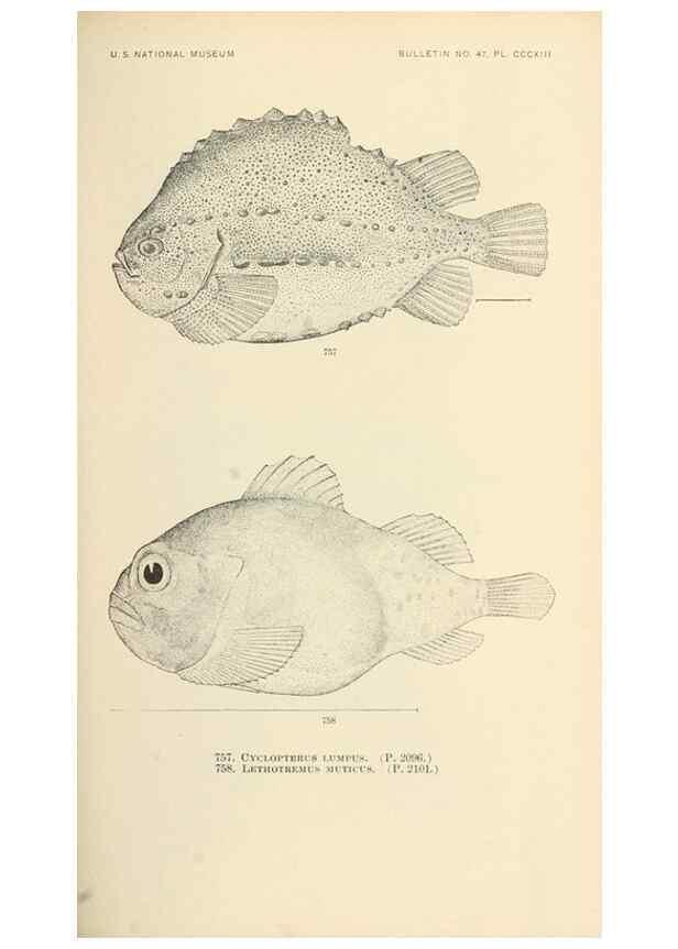 Reproducción/Reproduction 7983543494: The fishes of North and Middle America :. Washington :Smithsonian Institution, United States National Museum,1896-1900.