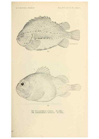 Reproducción/Reproduction 7983543494: The fishes of North and Middle America :. Washington :Smithsonian Institution, United States National Museum,1896-1900.
