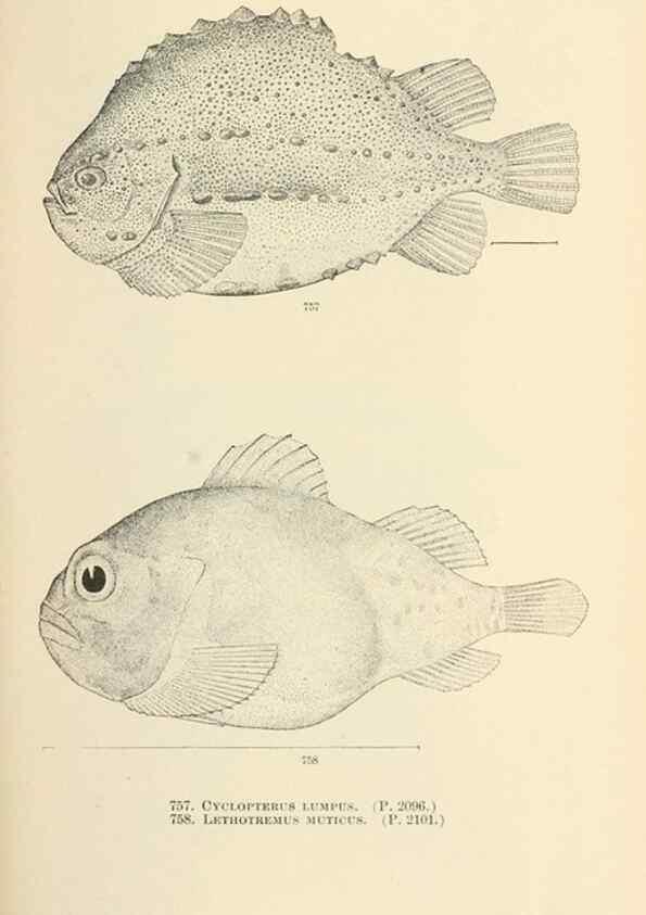 Reproducción/Reproduction 7983543494: The fishes of North and Middle America :. Washington :Smithsonian Institution, United States National Museum,1896-1900.