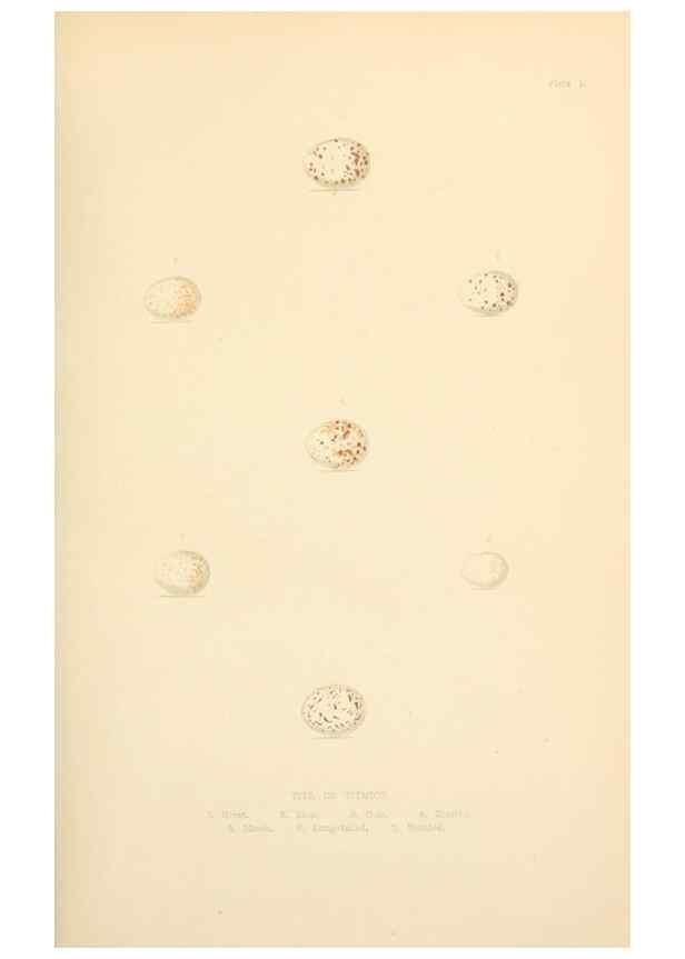 Reproducción/Reproduction 8053827265: The smaller British birds :. London :Gibbins,1894.