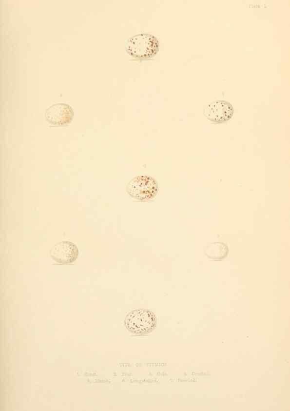 Reproducción/Reproduction 8053827265: The smaller British birds :. London :Gibbins,1894.