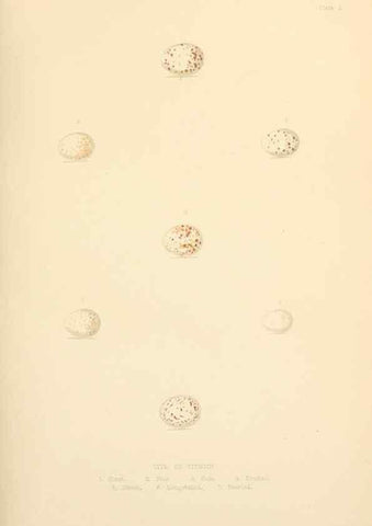 Reproducción/Reproduction 8053827265: The smaller British birds :. London :Gibbins,1894.