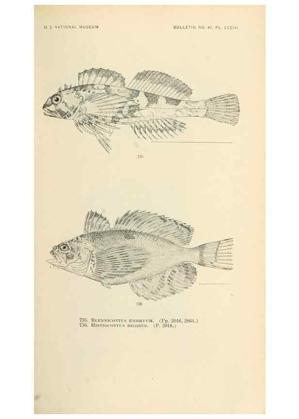 Reproducción/Reproduction 7983533625: The fishes of North and Middle America :. Washington :Smithsonian Institution, United States National Museum,1896-1900.