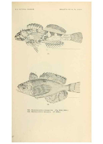 Reproducción/Reproduction 7983533625: The fishes of North and Middle America :. Washington :Smithsonian Institution, United States National Museum,1896-1900.