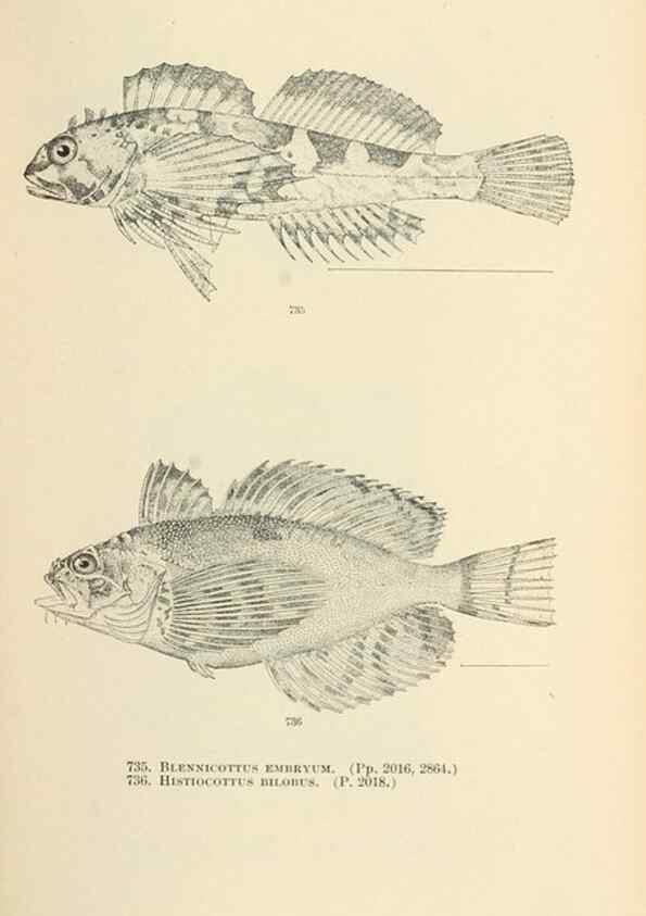 Reproducción/Reproduction 7983533625: The fishes of North and Middle America :. Washington :Smithsonian Institution, United States National Museum,1896-1900.