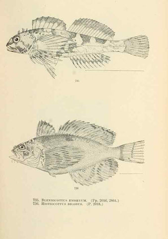 Reproducción/Reproduction 7983533625: The fishes of North and Middle America :. Washington :Smithsonian Institution, United States National Museum,1896-1900.