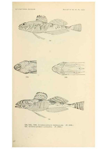 Reproducción/Reproduction 7983537004: The fishes of North and Middle America :. Washington :Smithsonian Institution, United States National Museum,1896-1900.