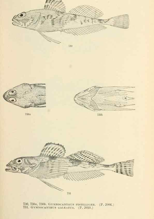 Reproducción/Reproduction 7983537004: The fishes of North and Middle America :. Washington :Smithsonian Institution, United States National Museum,1896-1900.