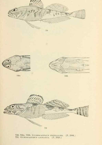 Reproducción/Reproduction 7983537004: The fishes of North and Middle America :. Washington :Smithsonian Institution, United States National Museum,1896-1900.