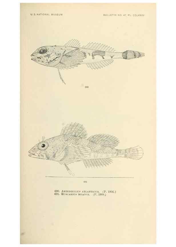 Reproducción/Reproduction 7983528756: The fishes of North and Middle America :. Washington :Smithsonian Institution, United States National Museum,1896-1900.