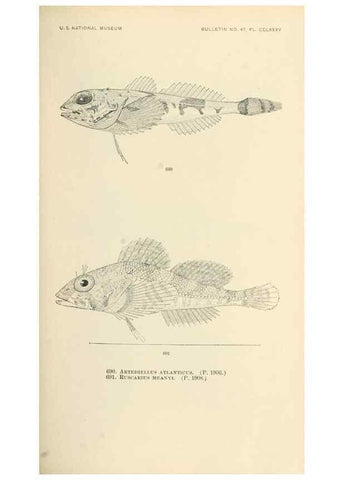 Reproducción/Reproduction 7983528756: The fishes of North and Middle America :. Washington :Smithsonian Institution, United States National Museum,1896-1900.