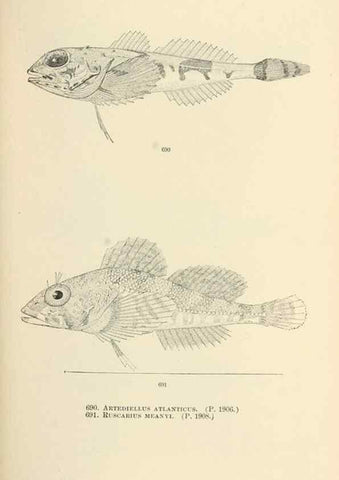 Reproducción/Reproduction 7983528756: The fishes of North and Middle America :. Washington :Smithsonian Institution, United States National Museum,1896-1900.