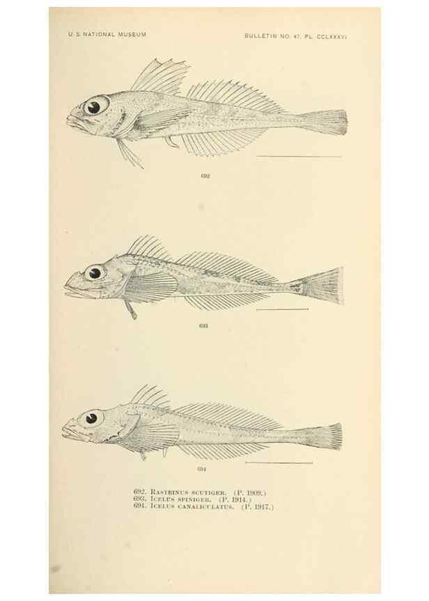 Reproducción/Reproduction 7983529304: The fishes of North and Middle America :. Washington :Smithsonian Institution, United States National Museum,1896-1900.