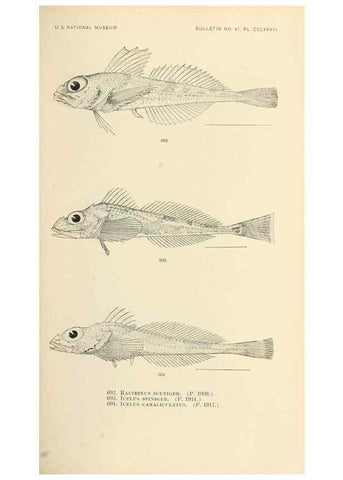 Reproducción/Reproduction 7983529304: The fishes of North and Middle America :. Washington :Smithsonian Institution, United States National Museum,1896-1900.