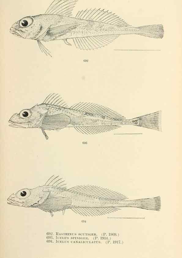 Reproducción/Reproduction 7983529304: The fishes of North and Middle America :. Washington :Smithsonian Institution, United States National Museum,1896-1900.