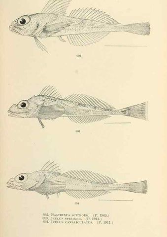 Reproducción/Reproduction 7983529304: The fishes of North and Middle America :. Washington :Smithsonian Institution, United States National Museum,1896-1900.