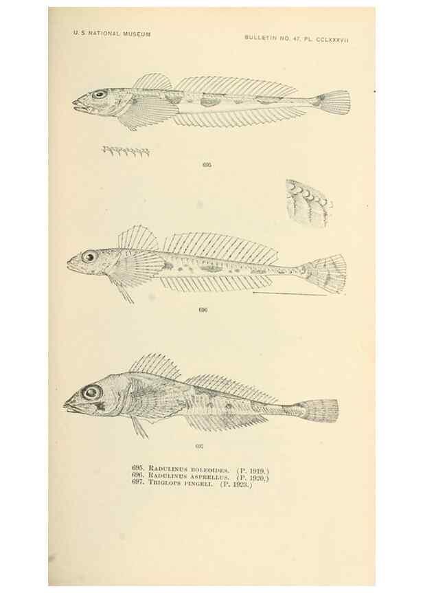 Reproducción/Reproduction 7983525357: The fishes of North and Middle America :. Washington :Smithsonian Institution, United States National Museum,1896-1900.