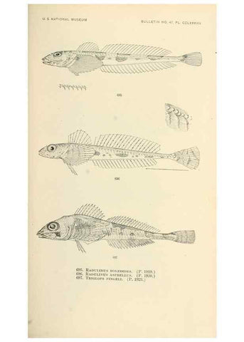 Reproducción/Reproduction 7983525357: The fishes of North and Middle America :. Washington :Smithsonian Institution, United States National Museum,1896-1900.