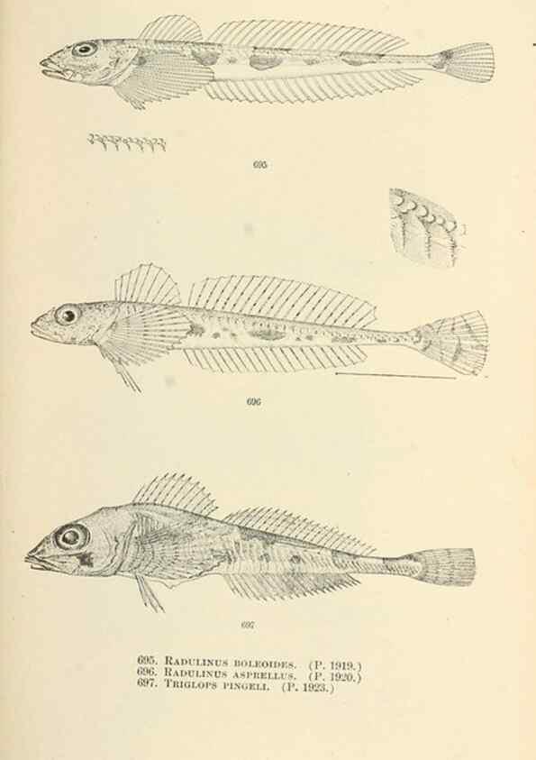 Reproducción/Reproduction 7983525357: The fishes of North and Middle America :. Washington :Smithsonian Institution, United States National Museum,1896-1900.