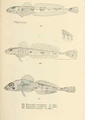 Reproducción/Reproduction 7983525357: The fishes of North and Middle America :. Washington :Smithsonian Institution, United States National Museum,1896-1900.