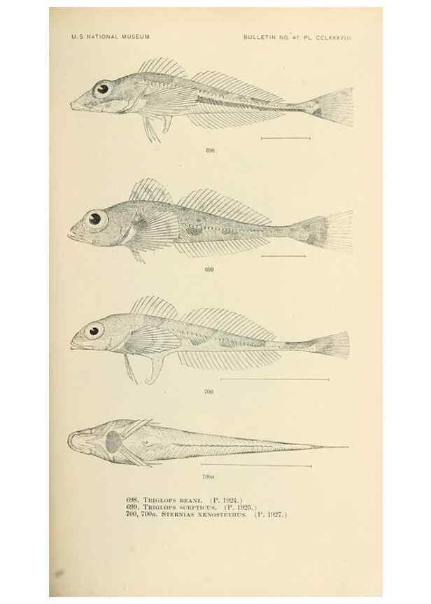 Reproducción/Reproduction 7983530268: The fishes of North and Middle America :. Washington :Smithsonian Institution, United States National Museum,1896-1900.