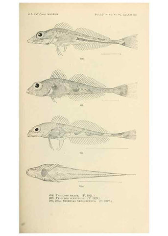 Reproducción/Reproduction 7983530268: The fishes of North and Middle America :. Washington :Smithsonian Institution, United States National Museum,1896-1900.