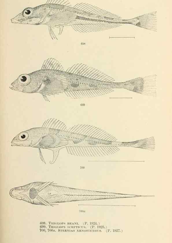Reproducción/Reproduction 7983530268: The fishes of North and Middle America :. Washington :Smithsonian Institution, United States National Museum,1896-1900.