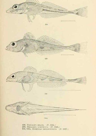 Reproducción/Reproduction 7983530268: The fishes of North and Middle America :. Washington :Smithsonian Institution, United States National Museum,1896-1900.