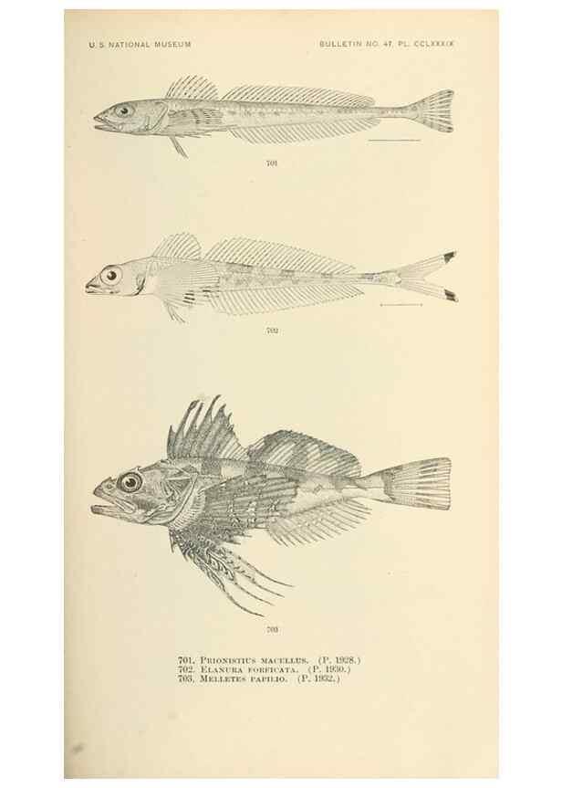 Reproducción/Reproduction 7983526301: The fishes of North and Middle America :. Washington :Smithsonian Institution, United States National Museum,1896-1900.