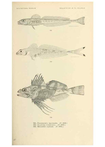 Reproducción/Reproduction 7983526301: The fishes of North and Middle America :. Washington :Smithsonian Institution, United States National Museum,1896-1900.