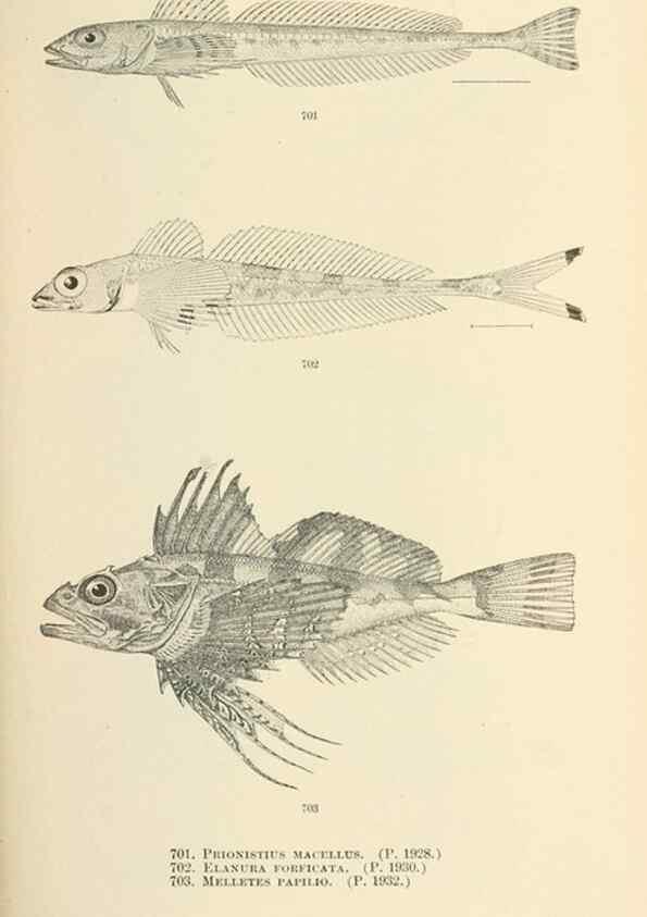 Reproducción/Reproduction 7983526301: The fishes of North and Middle America :. Washington :Smithsonian Institution, United States National Museum,1896-1900.