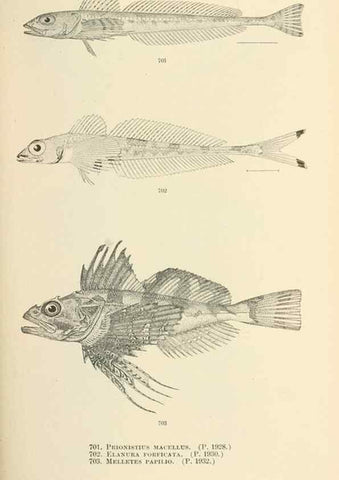 Reproducción/Reproduction 7983526301: The fishes of North and Middle America :. Washington :Smithsonian Institution, United States National Museum,1896-1900.