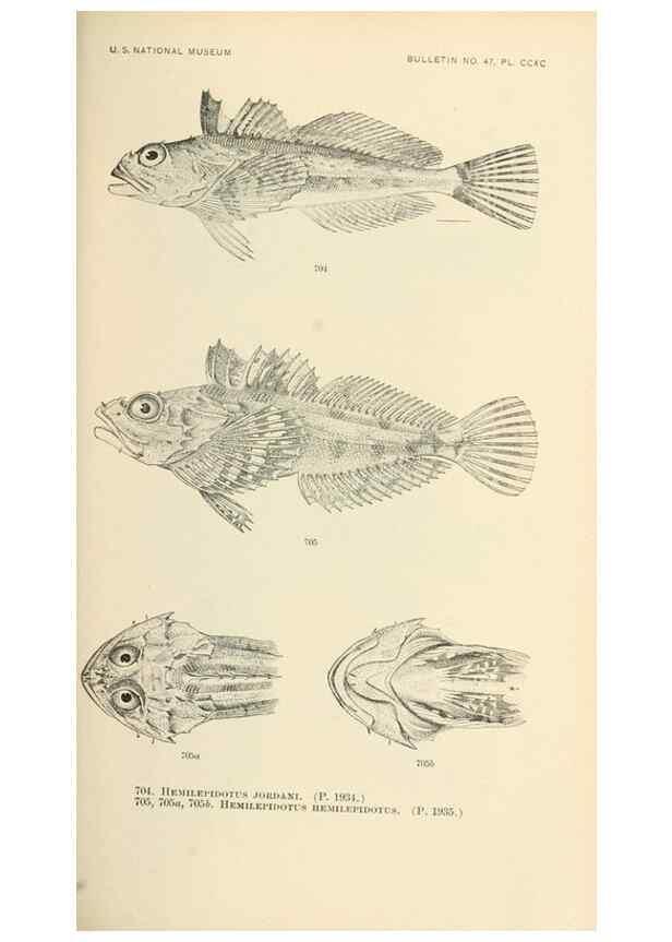 Reproducción/Reproduction 7983531276: The fishes of North and Middle America :. Washington :Smithsonian Institution, United States National Museum,1896-1900.