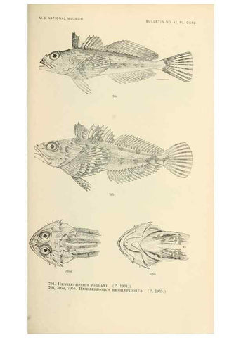 Reproducción/Reproduction 7983531276: The fishes of North and Middle America :. Washington :Smithsonian Institution, United States National Museum,1896-1900.