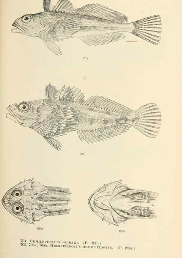Reproducción/Reproduction 7983531276: The fishes of North and Middle America :. Washington :Smithsonian Institution, United States National Museum,1896-1900.