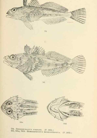 Reproducción/Reproduction 7983531276: The fishes of North and Middle America :. Washington :Smithsonian Institution, United States National Museum,1896-1900.
