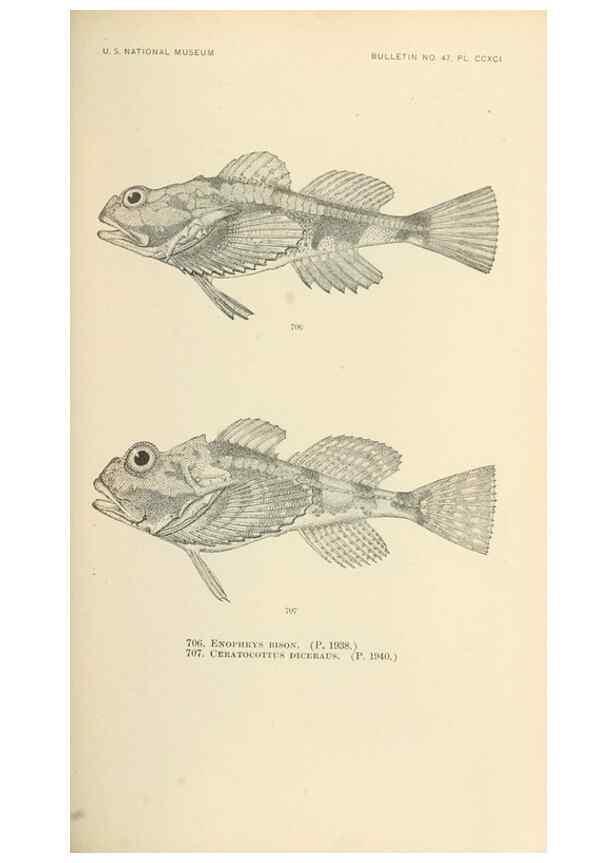Reproducción/Reproduction 7983531846: The fishes of North and Middle America :. Washington :Smithsonian Institution, United States National Museum,1896-1900.
