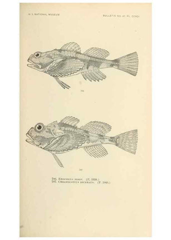 Reproducción/Reproduction 7983531846: The fishes of North and Middle America :. Washington :Smithsonian Institution, United States National Museum,1896-1900.