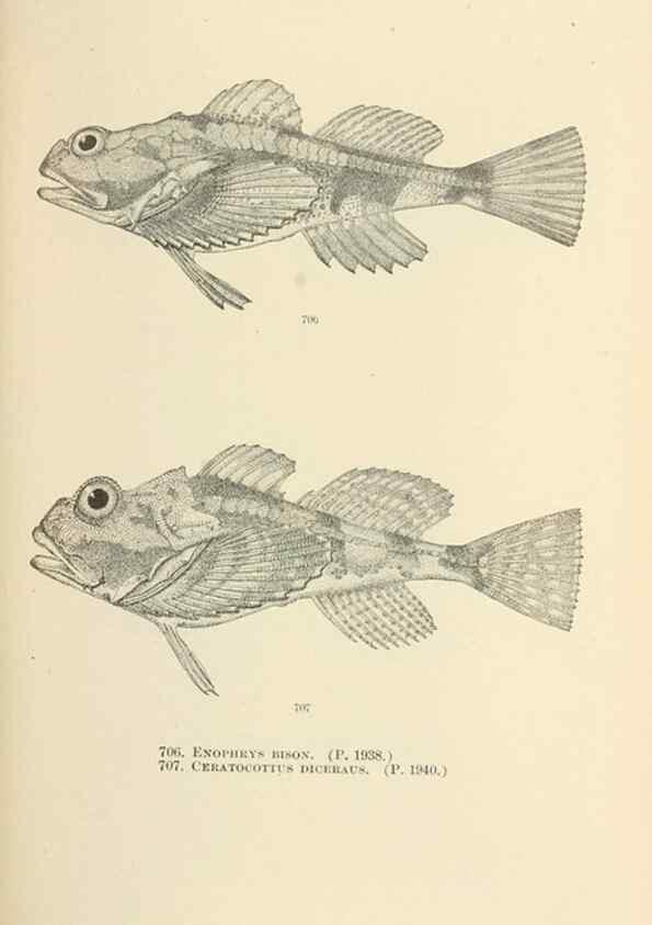 Reproducción/Reproduction 7983531846: The fishes of North and Middle America :. Washington :Smithsonian Institution, United States National Museum,1896-1900.