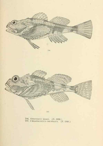 Reproducción/Reproduction 7983531846: The fishes of North and Middle America :. Washington :Smithsonian Institution, United States National Museum,1896-1900.